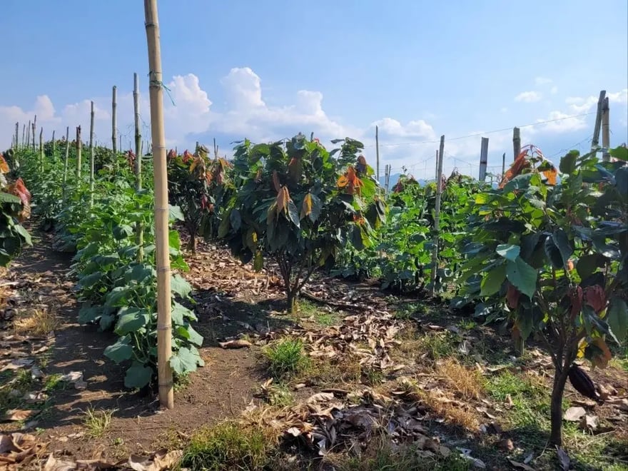 Agroforestry-crop-of-cocoa-with-vegetables