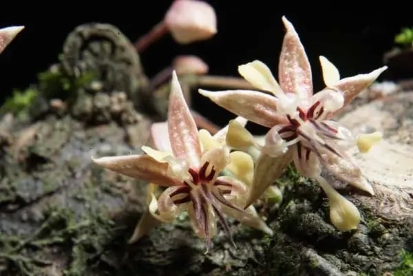 Cacao flower