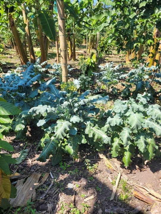 agro forestry with cocoa and broccoli