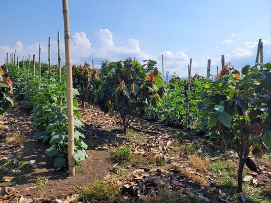 agro forestry with cocoa and vegetables