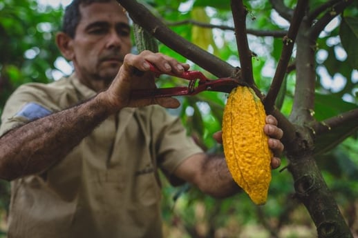 cocoa-farmers