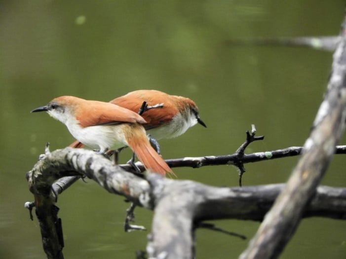 Great World Bird Watching Day