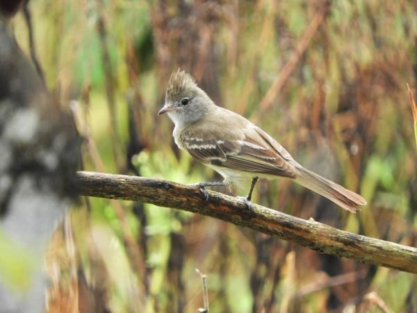 Bird watching Colombian Ornithological Association