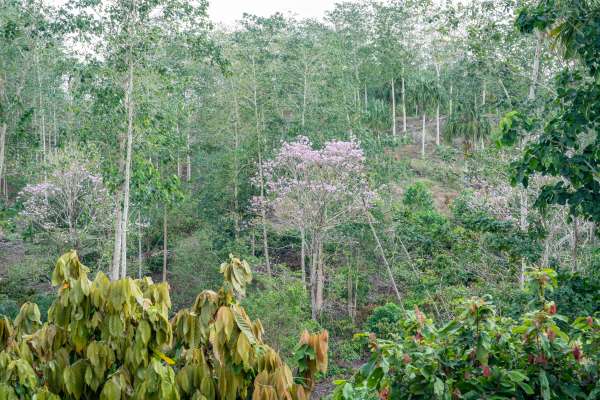 sustainability-cocoa-forest