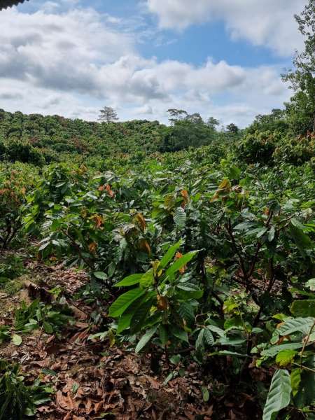 climate change chocolate