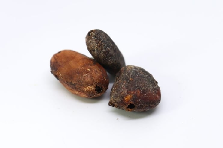 germinated cocoa bean