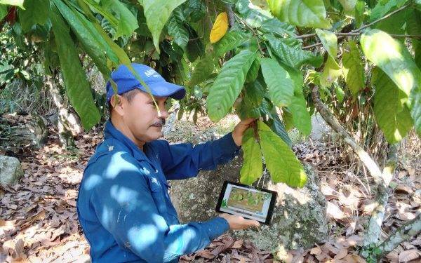 cocoa agriculture