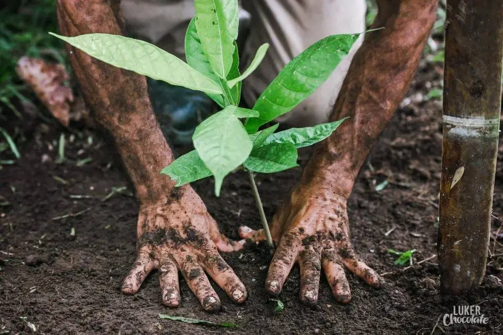 Process-of-planting-cocoa sustainability cacao