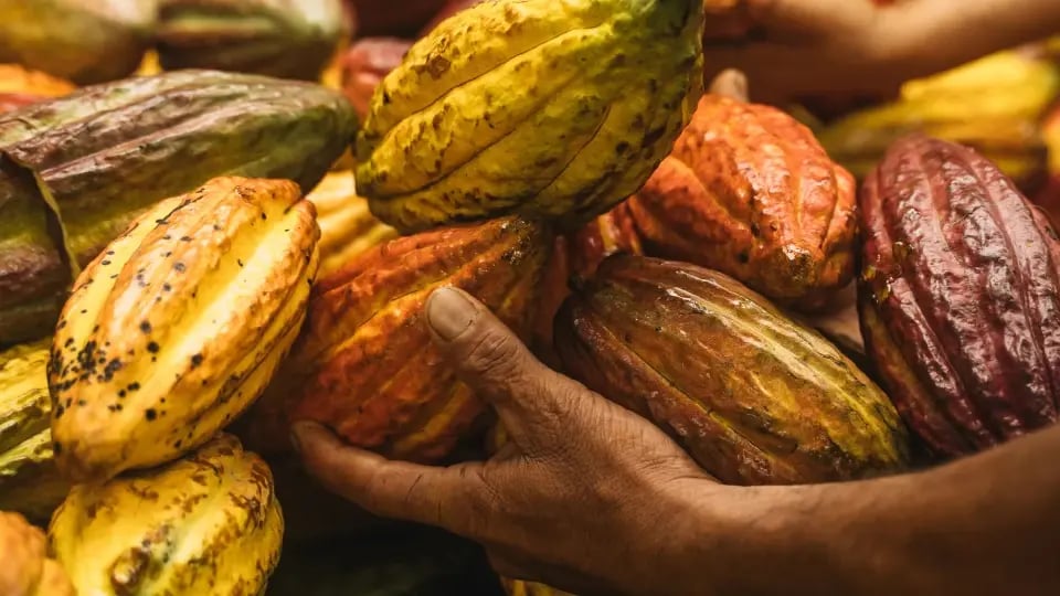 Chocolate elaborado con cacao de abastecimiento responsable y prácticas sostenibles
