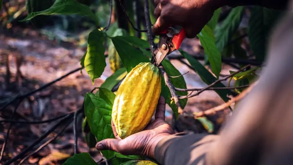 Luker Chocolate climate action for a more sustainable cocoa chain
