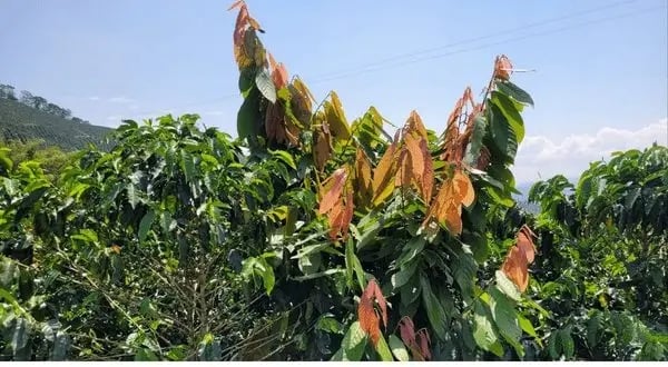 agroforestry-in-cocoa-by-luker-2