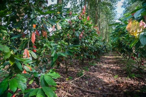 agroforesty-system-cocoa-chocolate-1024x683-1