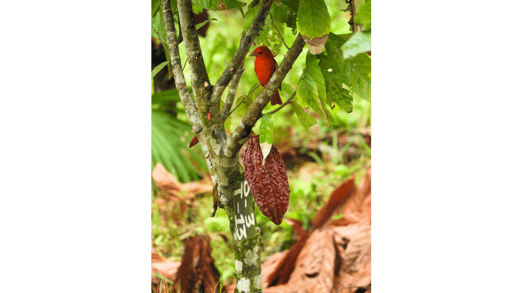 biodiversity cocoa crops sustainability