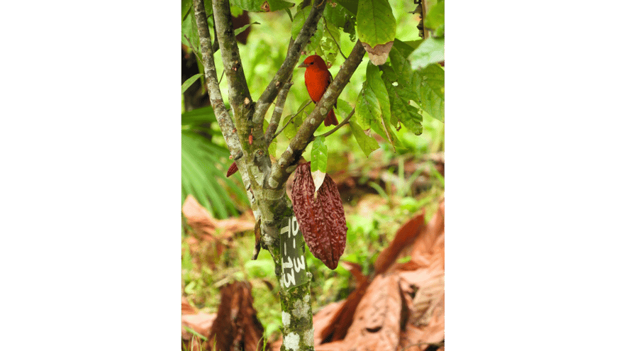 biodiversity-cocoa-crops-sustainability