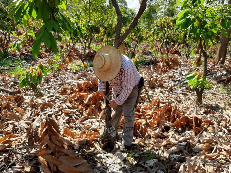 chocolate-farming