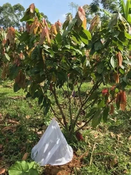 cacao trees