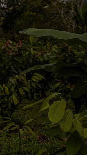 cocoa-leafs-background-luker-chocolate