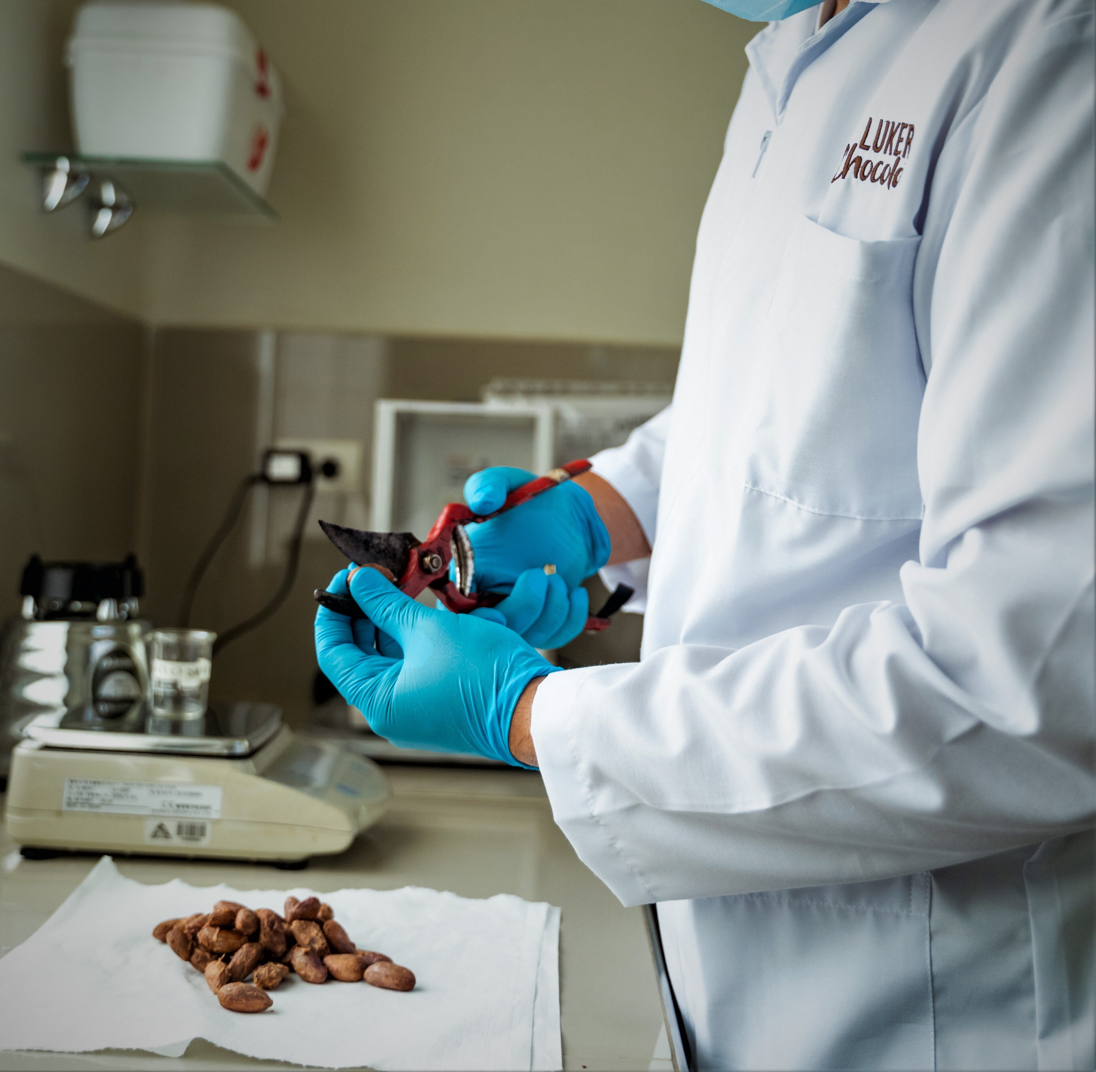 cocoa researcher at granja luker opening cacao beans in a laboratory