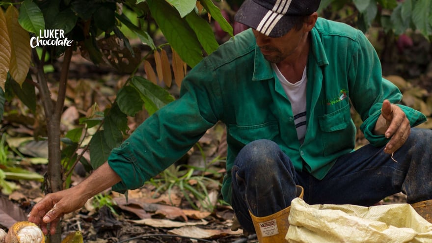 direct sourced chocolate