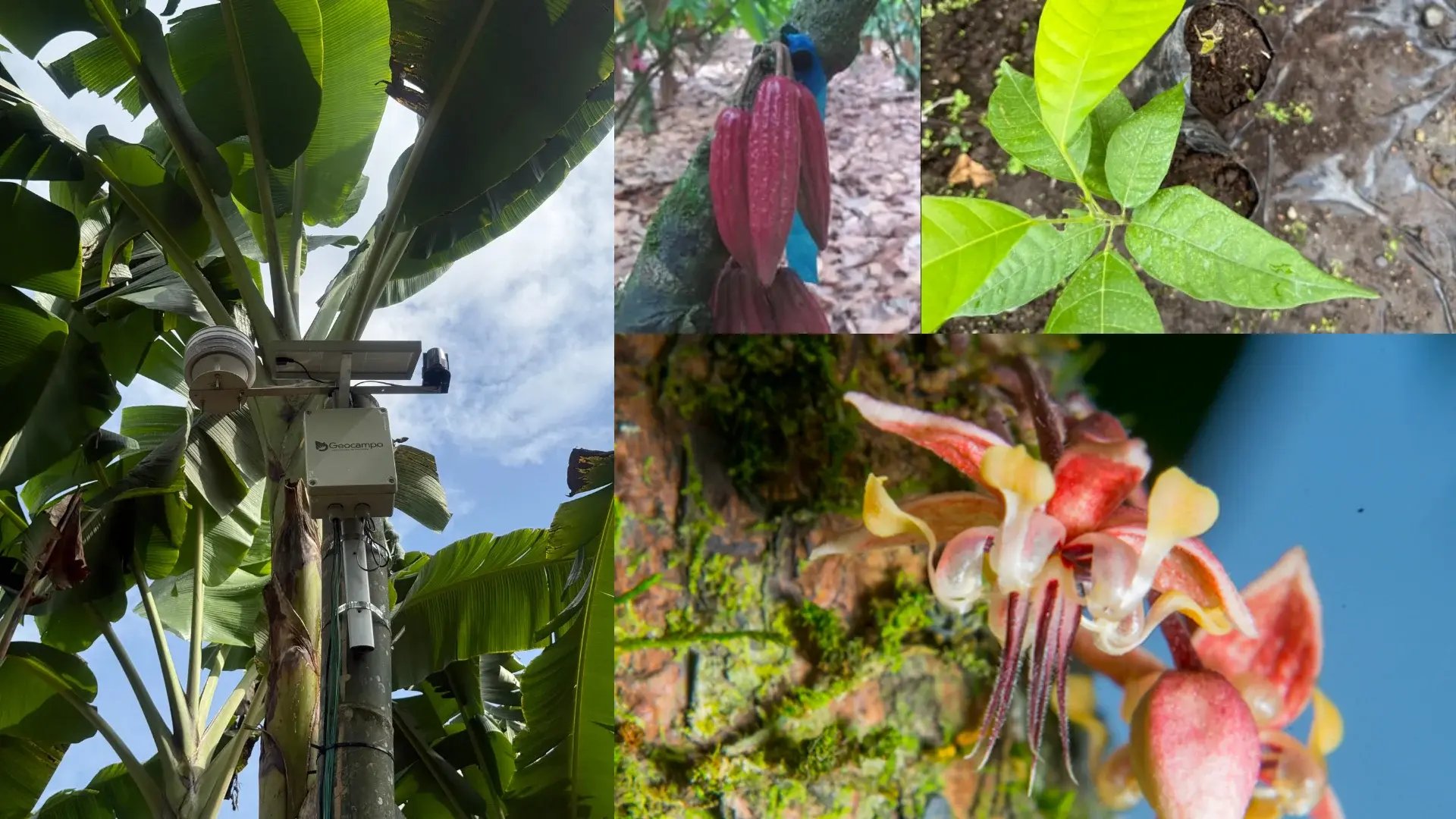 experiment-vertical-cacao-growth-Granja-TCD-news