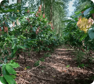 luker-blogcocoa-farms-in-colombia