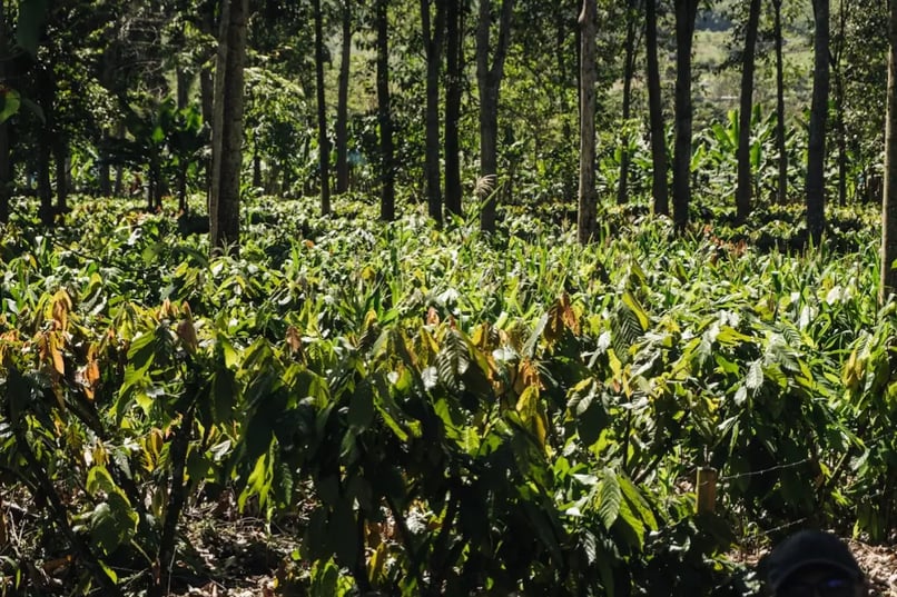 luker-chocolate-climate-action-no-deforestation