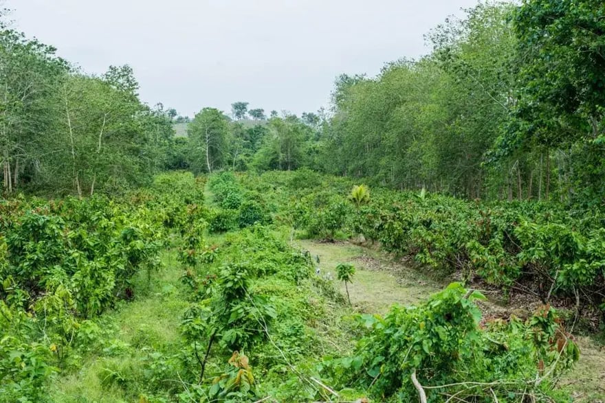 plantacion-de-cacao-2