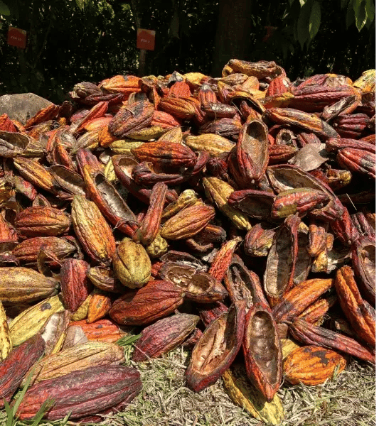 wasted-cocoa-pods-for-upcycling-533x600-1