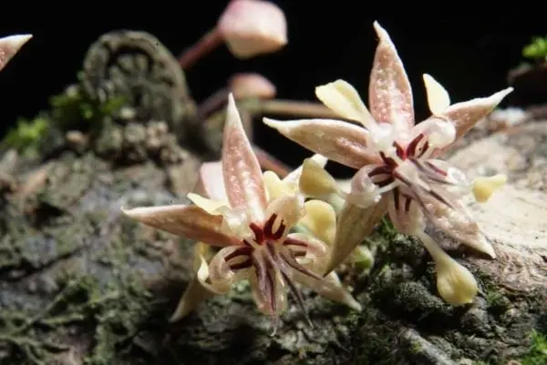 mosquito behind cocoa tree pollination