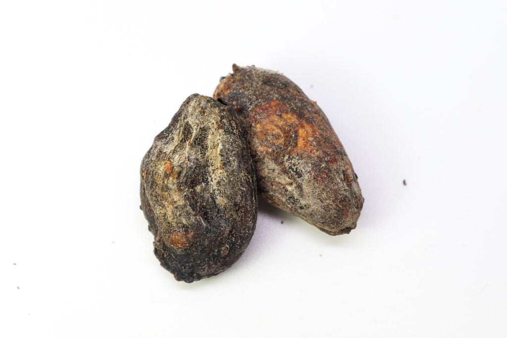 mouldy cocoa bean