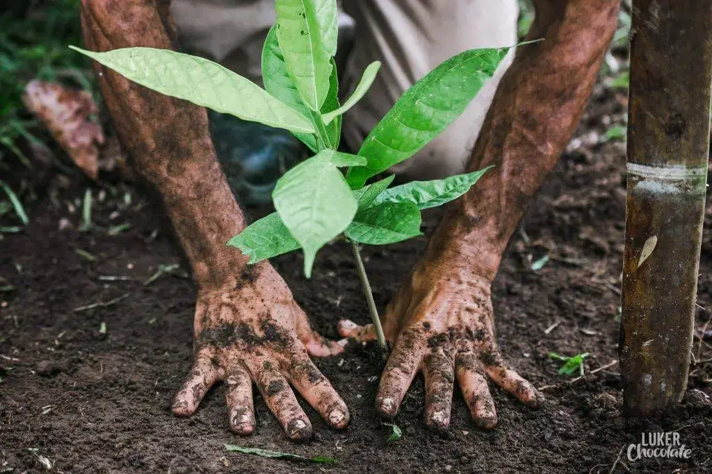 process of planting cocoa colombia