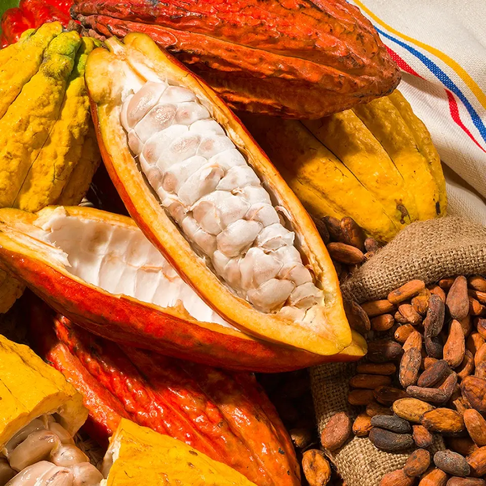 bakery-cacao-origin bakery-cacao-origin