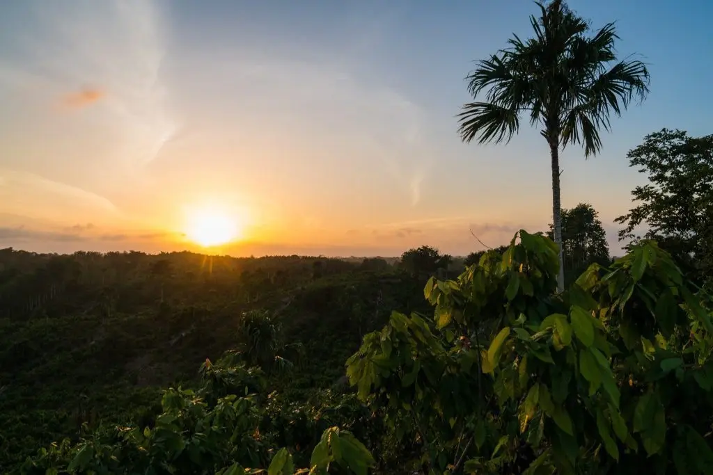 cacao bosques colombia