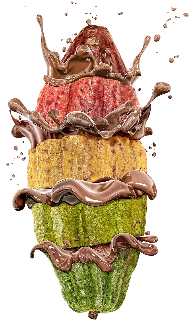 cacao cacao