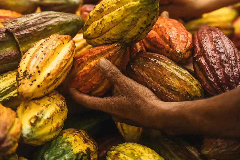 colombian-fino-de-aroma-cocoa colombian-fino-de-aroma-cocoa