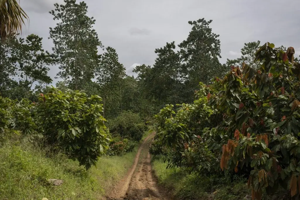 cultivos de cacao