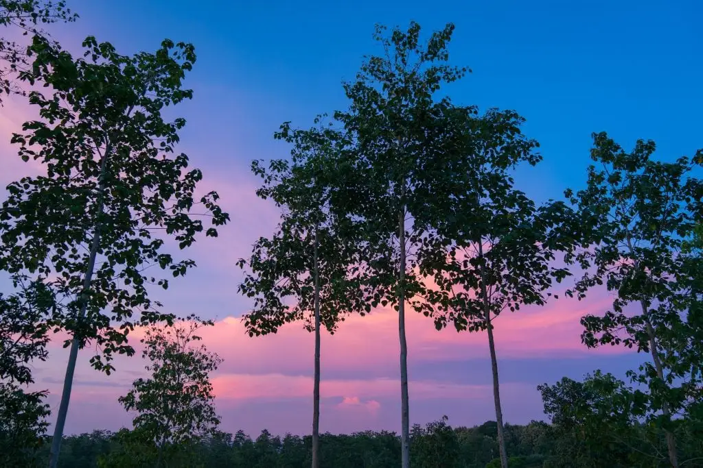 deforestación protección bosques