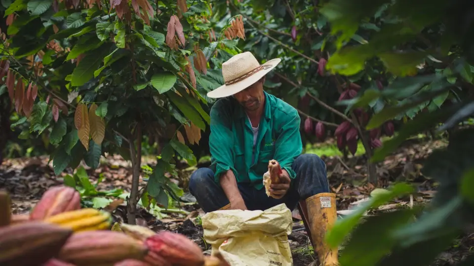 Luker Chocolate B Corp certified manufacturer in the cocoa value chain